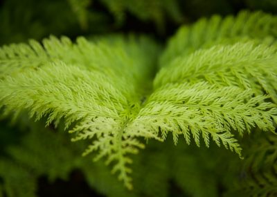 Landscaping Kapiti