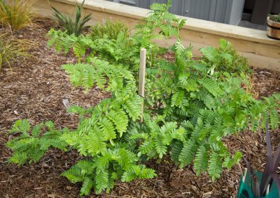 Landscaping Kapiti
